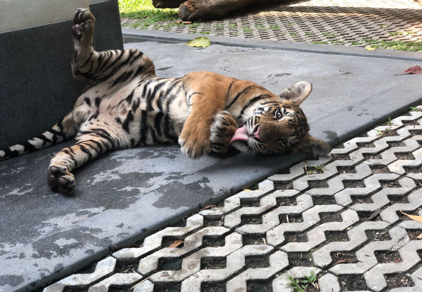 Atsushi Tsuji 辻 敦志